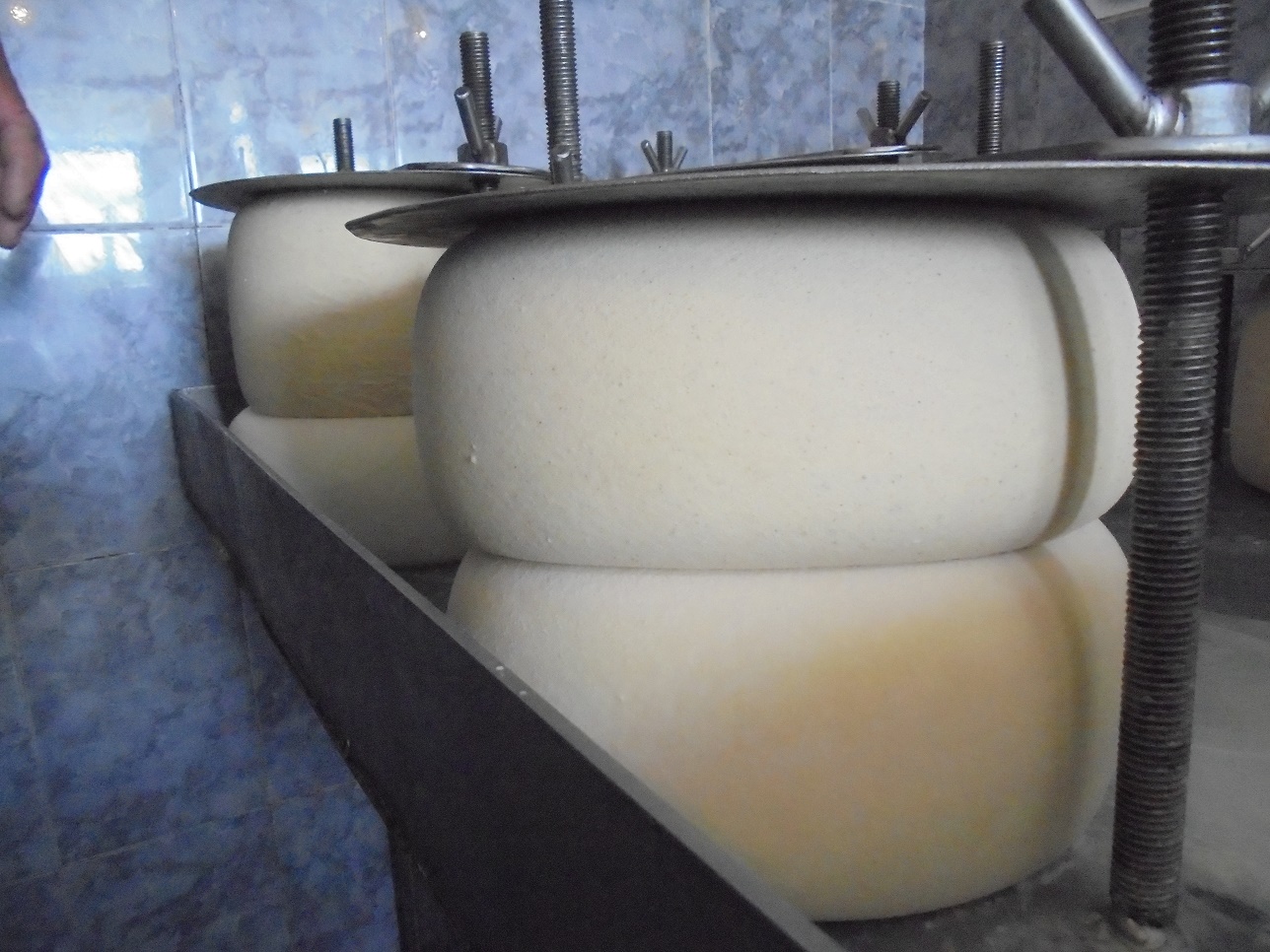 Brânză și libertate: producția de brânză de vacă este în prezent mai mare decât în ultimii ani ai regimului comunist