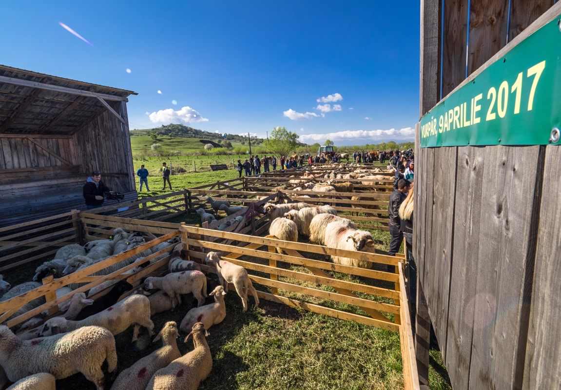 Laptele de oaie obținut la stânile din comuna sibiană Vurpăr este procesat într-o fabrică din Horezu, iar brânza fermentată ajunge în hypermarketurile din țară și din alte state europene