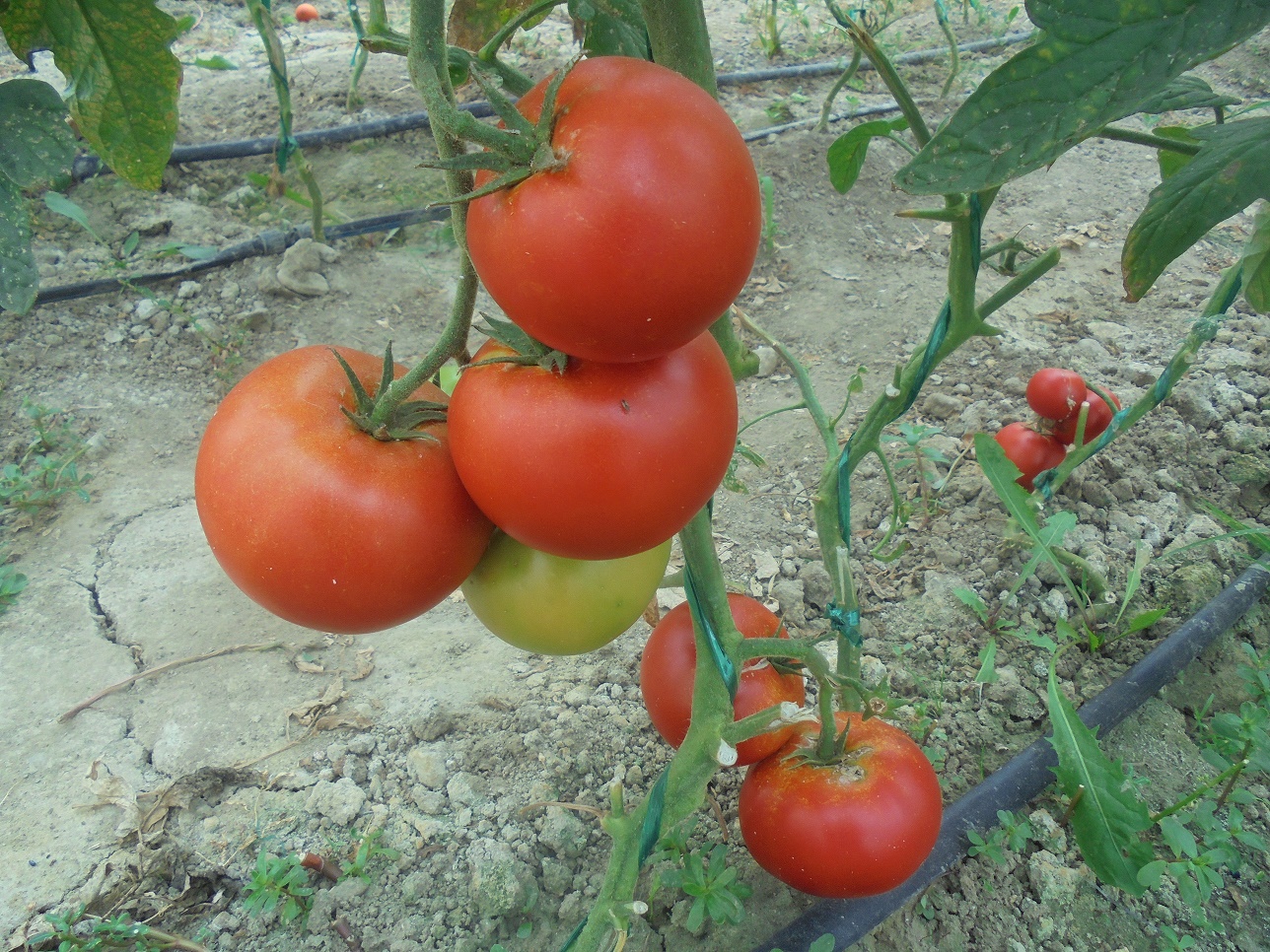 Raport pesticide 2019: Aproape jumătate din probele de tomate din cadrul programului ”Tomate românești” au conținut reziduuri de pesticide; între timp, a scăzut suprafața cultivată cu legume în sistem ecologic