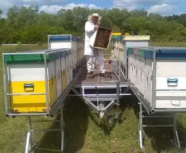 Apicultorii din Caraș-Severin au solicitat Ministerului Agriculturii sprijin financiar pentru achiziționarea unor linii de îmbuteliere a mierii, dar ministerul nu l-a acordat
