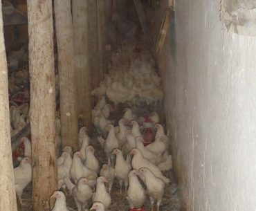 Raport pesticide 2018: Număr alarmant de probe cu depășiri ale nivelului maxim admis de reziduuri de Fipronil, descoperite în fermele de creștere a păsărilor din România; salata și ceapa verde, printre cele mai contaminate legume