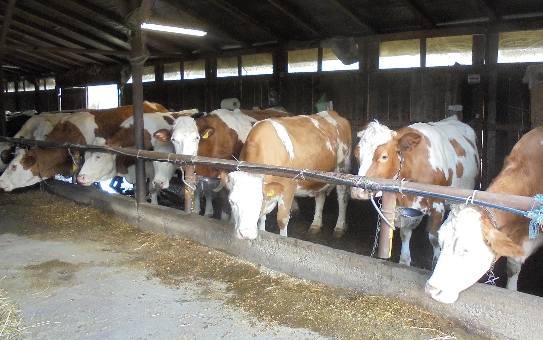 România a înregistrat cea mai mare creștere procentuală a colectării laptelui de vacă pentru procesare, deși prețul laptelui a scăzut constant