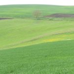 Politica Agricolă Comună: România, așteptată să depună Planul Național Strategic ”cât mai curând posibil”; oferă forul european flexibilitate în ce privește termenul de depunere?