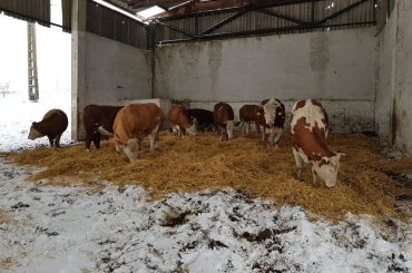 Agricultura românească e puternică! Familia Ionuț din județul Cluj vinde zilnic lapte și brânzeturi proaspete la cele trei magazine închiriate în oraș