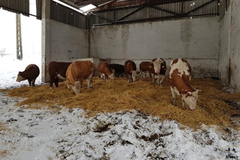 Agricultura românească e puternică! Familia Ionuț din județul Cluj vinde zilnic lapte și brânzeturi proaspete la cele trei magazine închiriate în oraș