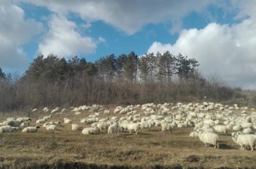 Fermierul român e puternic! Oierul Dorel Bora din comuna Sânpaul, județul Cluj, livrează, săptămânal, cantități mari de lapte unui procesator din județul Maramureș