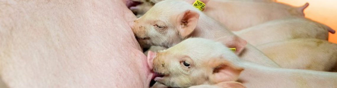 Efectele pandemiei Covid - 19 asupra sectorului creșterii suinelor: fermierii americani se pregătesc să eutanasieze porcii, europenii închid abatoare, dar chinezii importă masiv din Uniunea Europeană
