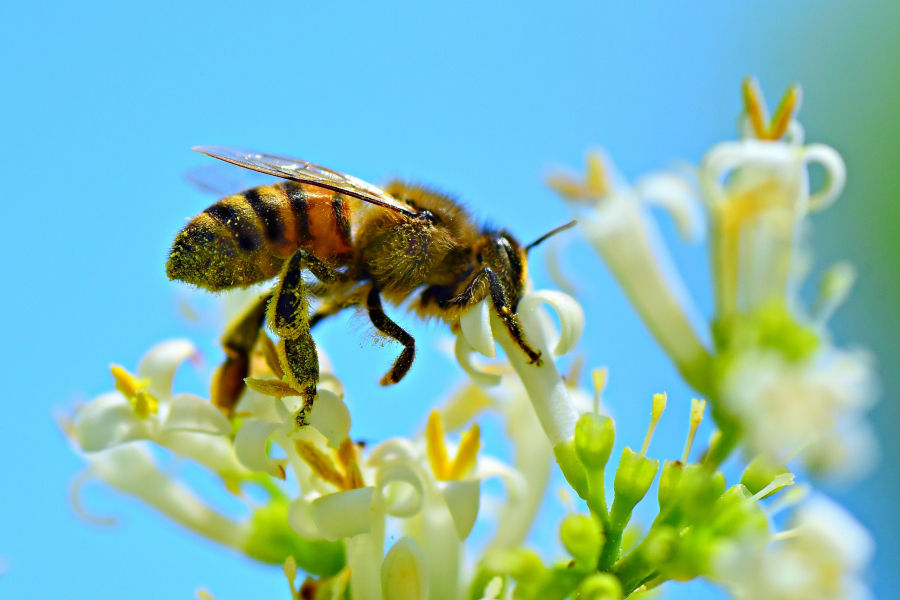 Neonicotinoidele în România: ministrul Chesnoiu a răspuns favorabil fermierilor din sectorul vegetal; decizia acordării unei noi derogări, luată încă din 17 decembrie 2021, dar ținută ”la secret”