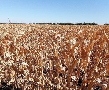 Cerealele românești: statistic, dracul nu este atât de negru; în anul secetei, 2020, producția a fost mai mare decât în 2009 și 2010, când fermierii nu au primit despăgubiri