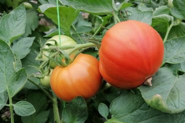 Tomatele din Uniunea Europeană: producții și exporturi în regres, cresc importurile din Maroc și Turcia; ce cantitate de roșii mănâncă europenii într-un an