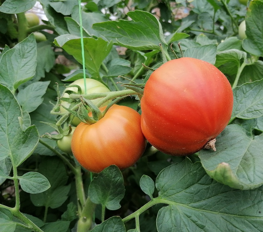 Record trist pe piața românească a tomatelor: importurile din țările terțe au depășit pentru prima oară valoarea de 100.000.000 de euro, într-un singur an