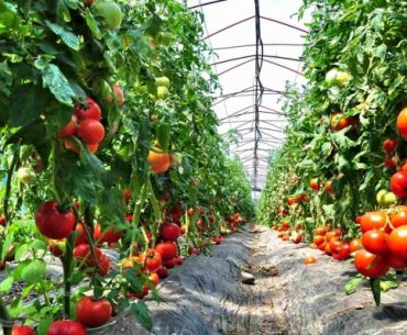 Veste bună pentru roșia românească! Fructele și legumele din afara Uniunii Europene, taxate suplimentar în următorii doi ani