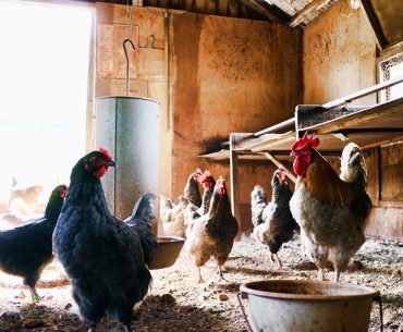 Statele europene și-au sporit producția de carne de pasăre în ultimii ani; România, pe locul șapte în topul marilor producători