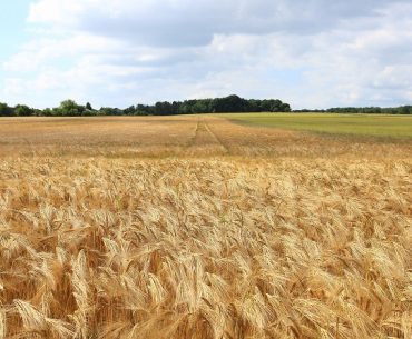 Ungurii testează soiuri de grâu compatibile pentru agricultura ecologică