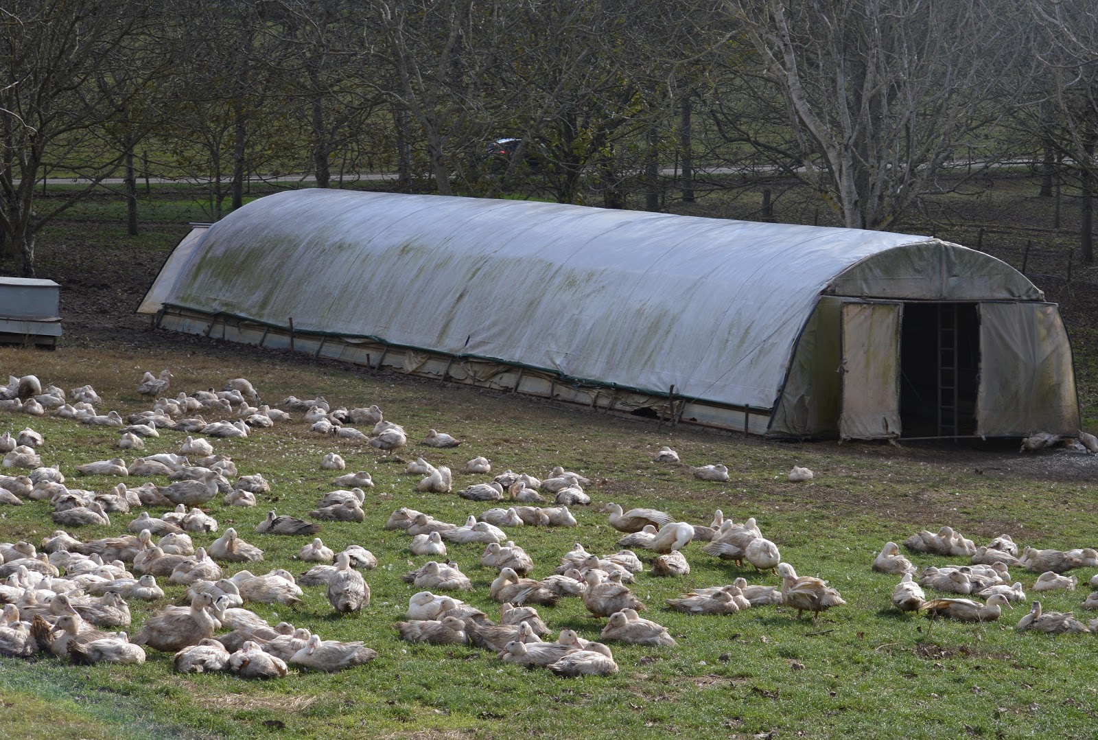Din cauza gripei aviare, Franța decide sacrificarea a 600.000 de rațe; producția de foie gras puternic afectată; epidemia a ajuns și pe teritoriul Ungariei