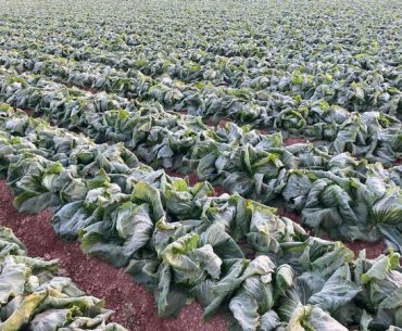 Dezastru în Spania: înghețul puternic a distrus jumătate din culturile de legume, punând sub semnul întrebării livrările către piața britanică