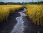 Seceta face legea: India a interzis exporturile de spărtură de orez ( cu întrebuințare furajeră ) și suprataxează cu 20% celelalte sortimente; cât orez importă România din India