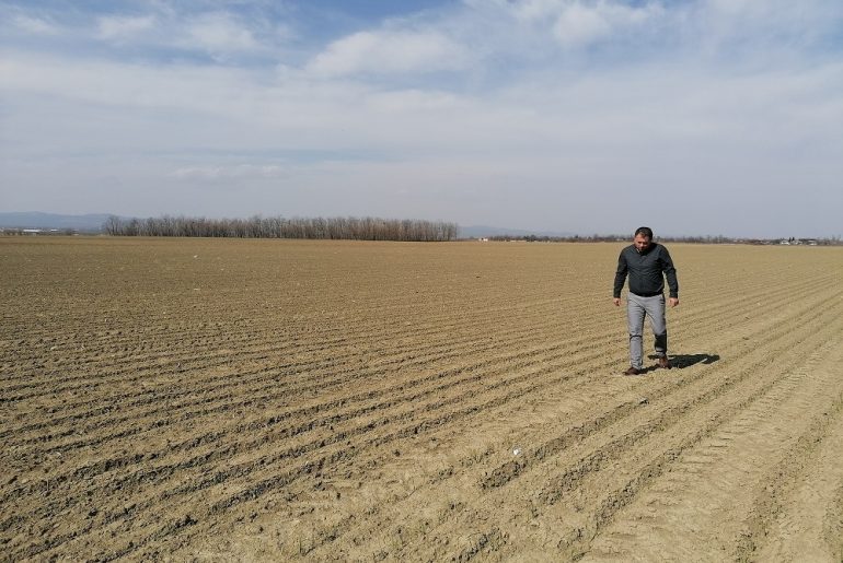 Un fermier buzoian a dat lovitura cu usturoiul românesc: cultivă un soi nou, numit Benone, după numele celebrului interpret de muzică populară, Benone Sinulescu