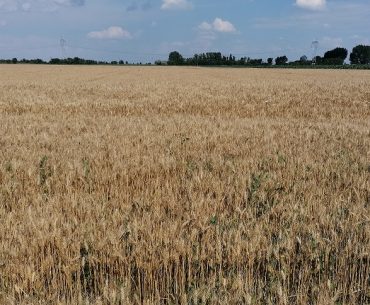 Morarii români cer guvernului să bage în rezerva de stat 1.000.000 de tone de grâu românesc, pentru a securiza consumul intern; ministrul Chesnoiu susține că sunt destule cereale în țară