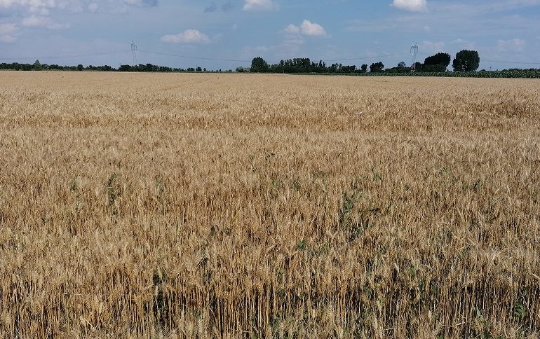 Morarii români cer guvernului să bage în rezerva de stat 1.000.000 de tone de grâu românesc, pentru a securiza consumul intern; ministrul Chesnoiu susține că sunt destule cereale în țară