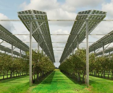 AGRIVOLTAICA în expansiune: un fermier german cultivă zmeur și afin sub panouri fotovoltaice, obținând pe aceeași suprafață și fructe, și energie verde