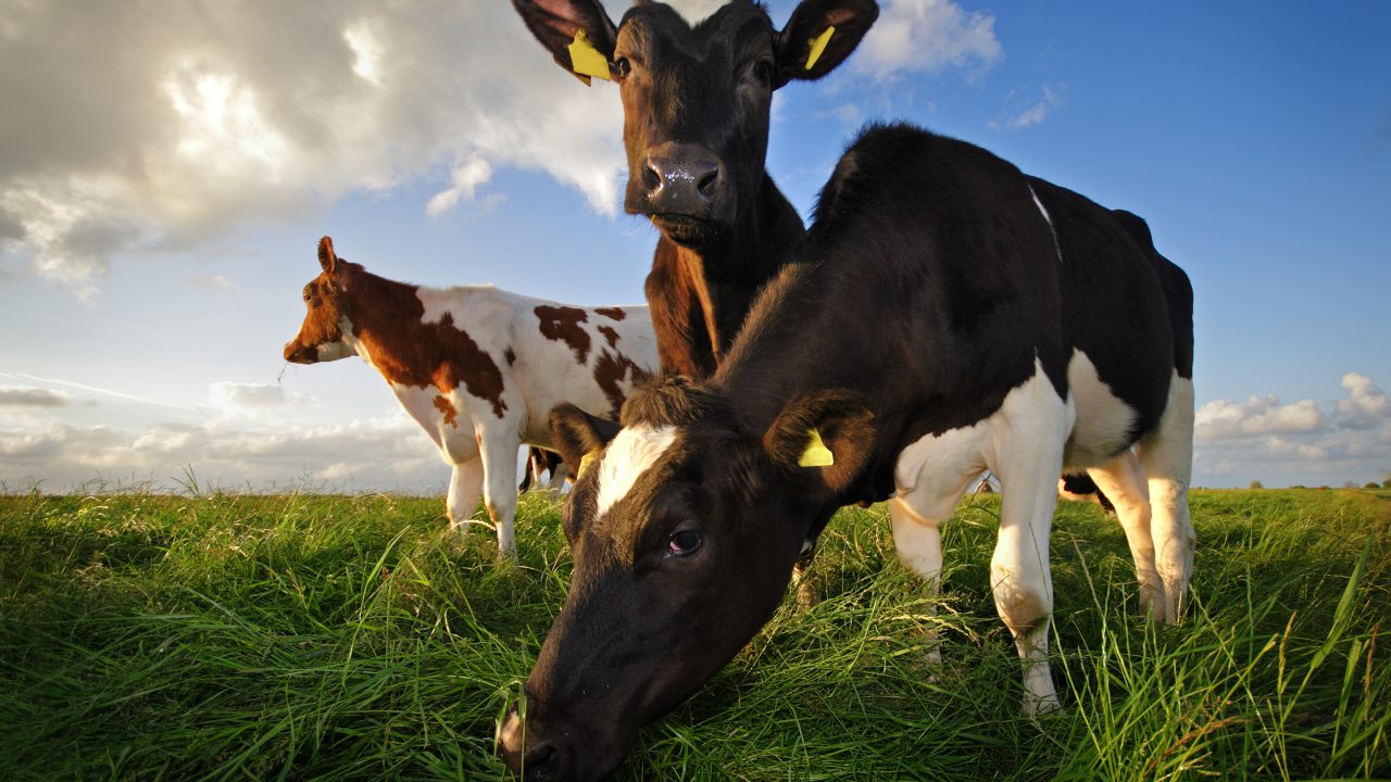 Văcarii irlandezi, premiați cu ”Oscarul industriei lactatelor” din țara lor; anul trecut premiul a fost 5000 de euro