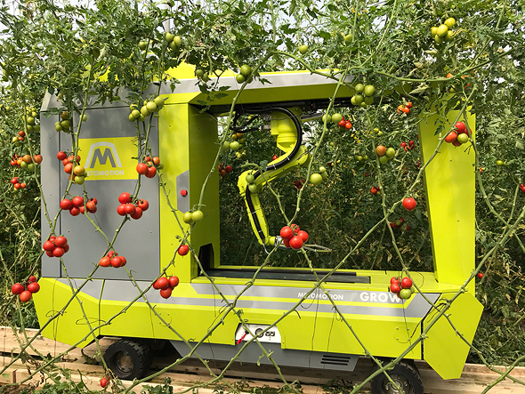 Șocul viitorului în legumicultură: o companie din Israel testează un robot care execută cinci operațiuni într-o seră cu tomate