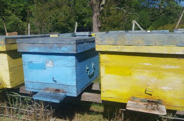 ROMAPIS a câștigat un proiect, finanțat din bani europeni, pentru a evalua toxicitatea culturilor agricole asupra albinelor melifere; vezi în articol care sunt celelalte proiecte apicole aprobate de AFIR
