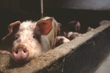 Porcii din Spania rămân fără porumbul din Ucraina, după ce porturile din nordul Mării Negre și-au oprit activitatea comercială, din cauza războiului