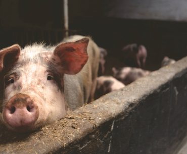 Porcul german, în suferință: cea mai scăzută populație de suine din ultimii 25 de ani! Scăderi de efective și în România, Polonia , Olanda și Franța; Porcul spaniol, pe val!