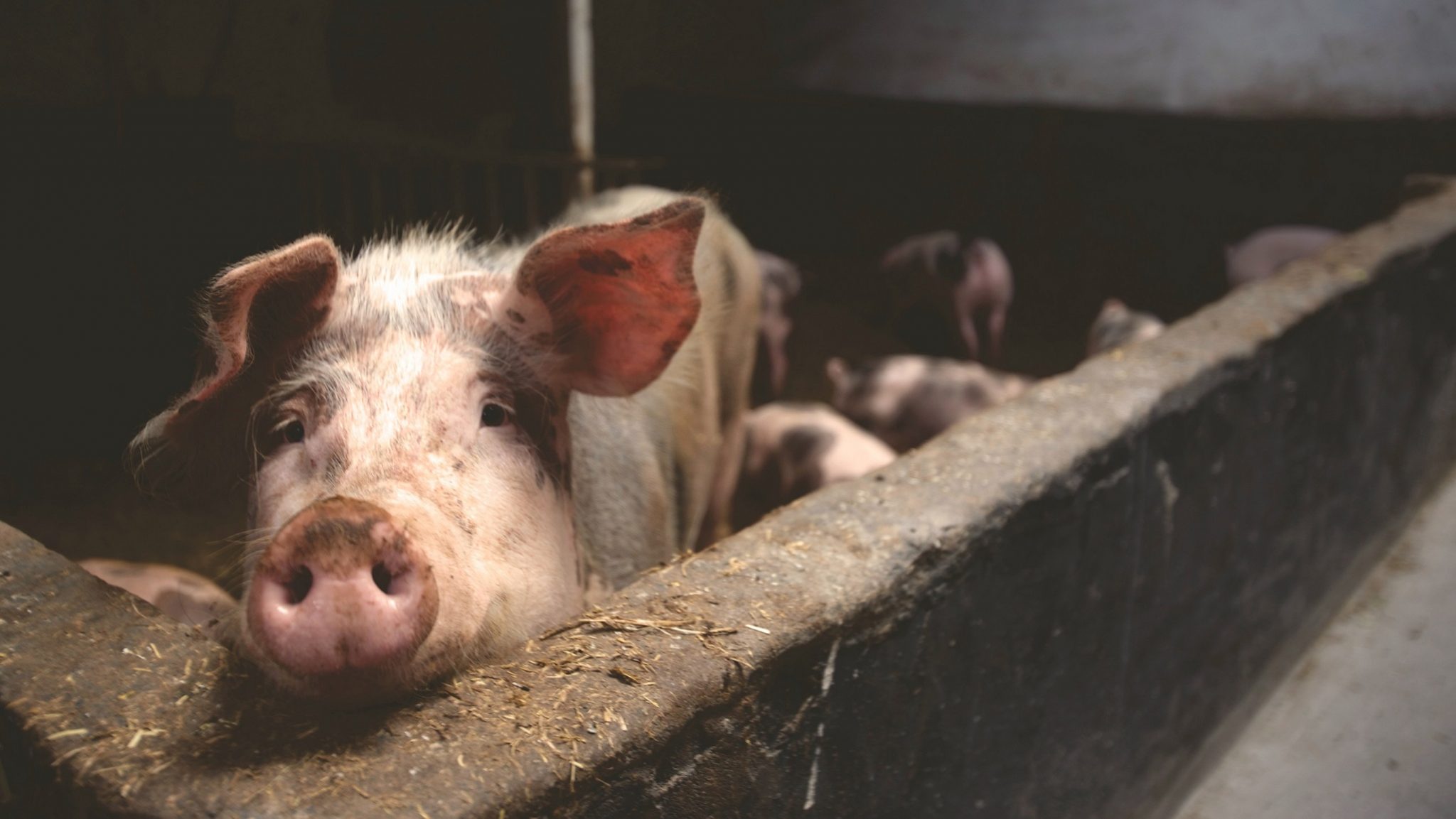 Efectul Pestei Porcine Africane în România: scădere a efectivului național de suine și a numărului de carcase evaluate; importurile de carne de porc, în creștere