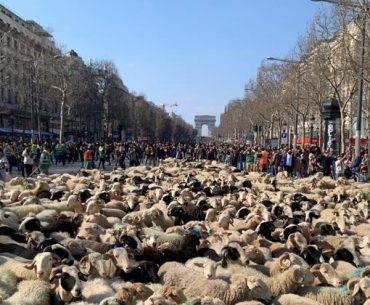 Ce n-a văzut Parisul! O turmă de oi plimbată pe Champs-Élysées, pentru a marca închiderea celui mai mare eveniment agricol din Franța