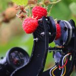 Roboți autonomi americani, trimiși să culeagă zmeură în Portugalia, cu un randament de 25.000 de fructe pe zi; un om culege în medie 15.000 de fructe