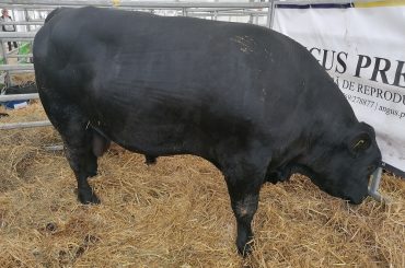 Vaca Angus cucerește Oltenia! Fermierul Marian Geantă crește 250 de exemplare și vinde carnea în magazinul propriu, deschis în Craiova