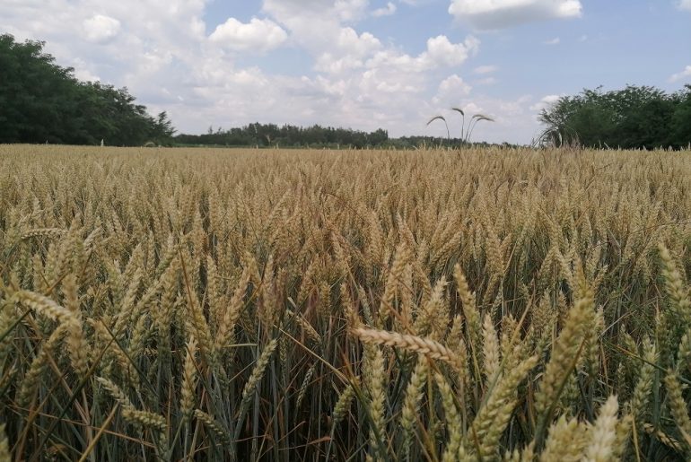 Piața cerealelor: scădere la jumătate a exporturilor de grâu din România, în perioada 1 iulie – 21 august 2022, față de aceeași perioadă a anului trecut