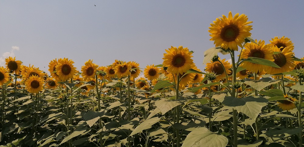 Scădere drastică a vânzărilor de floarea soarelui din România pe piețele terțe, în anul comercial 2021/2022; importurile din Rep.Moldova și Ucraina, crescute puternic în lunie aprilie și mai