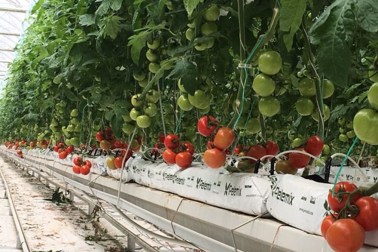 România, al doilea mare importator de legume și fructe din Turcia, după Rusia; vezi în articol ce țară europeană mai plătește peste 100.000.000 dolari