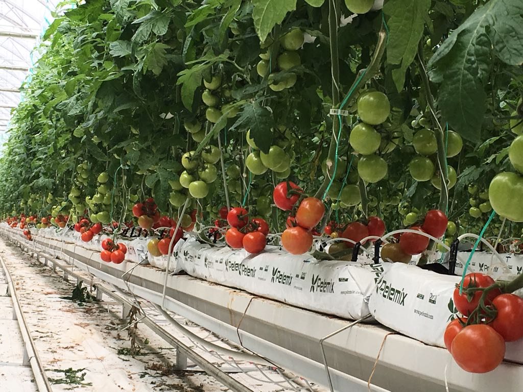 România, al doilea mare importator de legume și fructe din Turcia, după Rusia; vezi în articol ce țară europeană mai plătește peste 100.000.000 dolari