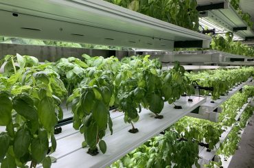 Singapore dă bani pentru înființarea de ferme de legume pe acoperișul parcărilor, pentru a spori securitatea alimentară; analiștii se tem că, fără banii de la guvern, fermele ar putea dispărea