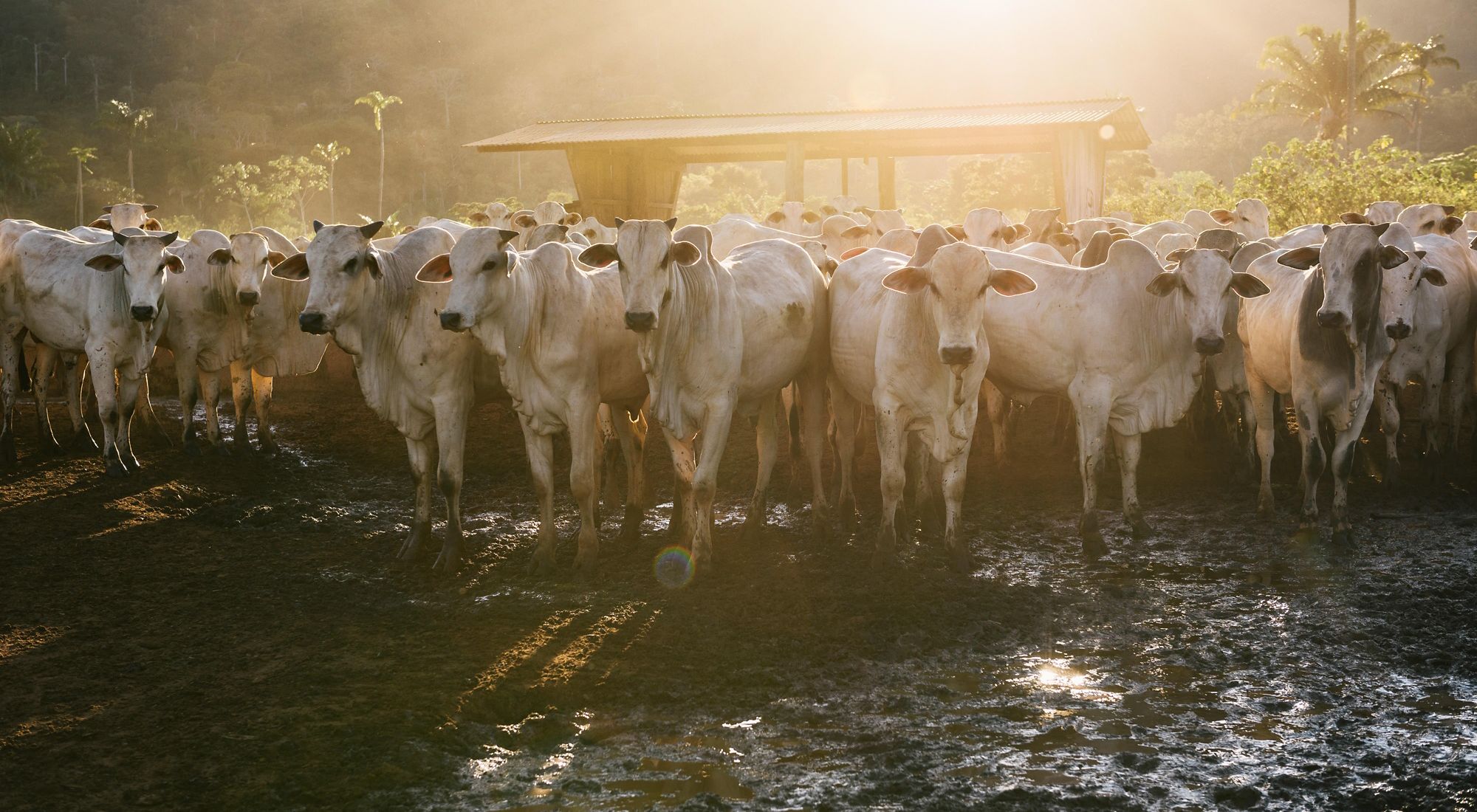 Bovinele vii din Brazilia, cel mai mare furnizor de carne de vită, nu mai pot fi exportate, în urma unei sentințe formulate de un judecător federal; guvernul, așteptat să facă apel