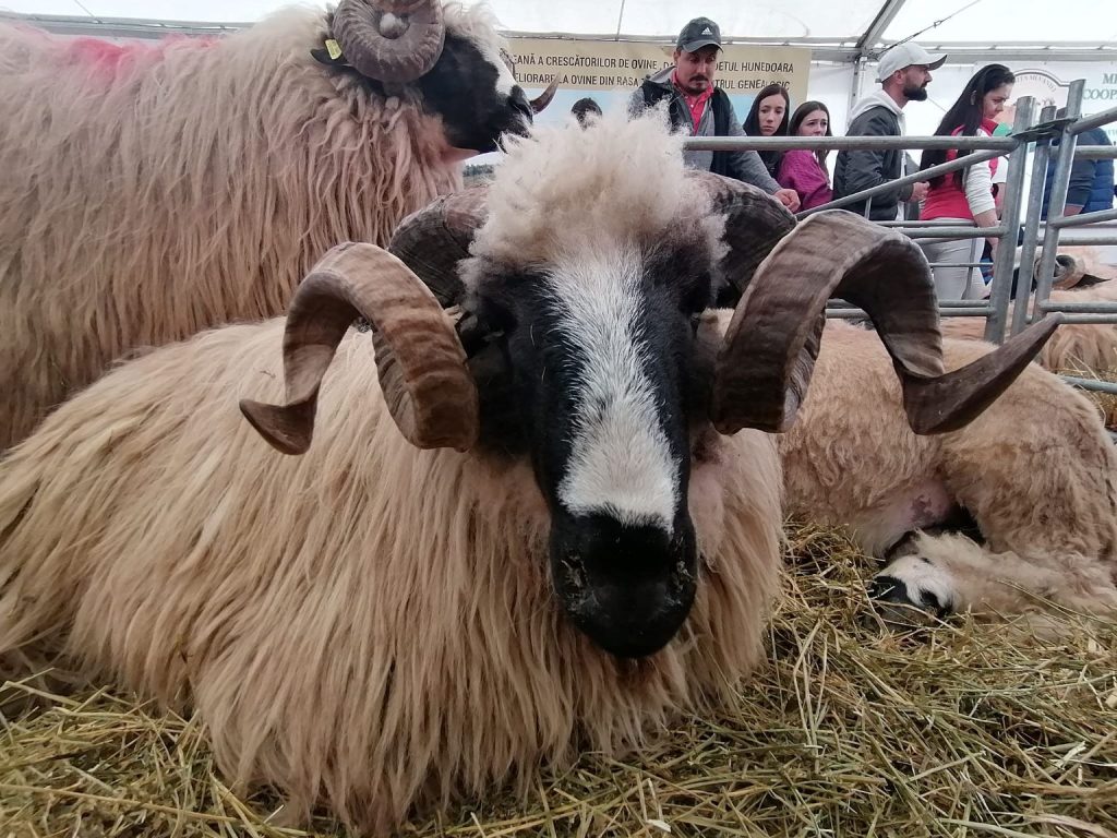 Exportul de ovine din România pe piețele terțe: creștere semnificativă în perioada ianuarie - mai 2023, față de același interval al anului trecut; câștiguri de peste 100.000.000 de euro