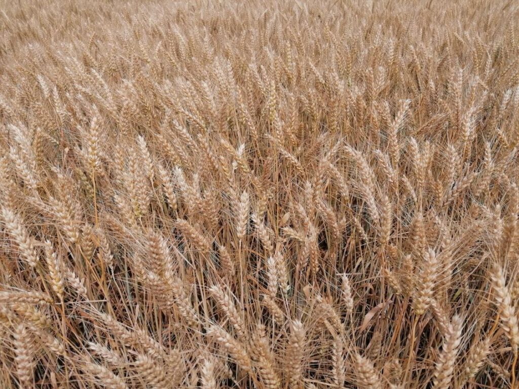 Rusia rămâne cel mai mare furnizor de fertilizanți chimici pentru agricultura europeană, dar cantitatea importată a scăzut la jumătate față de perioada dinaintea invadării Ucrainei