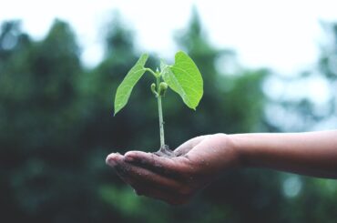 Cum va influența încălzirea globală bucătăria românească? Câteva răspunsuri oferite de Inteligența Artificială ( AI ChatGPT )