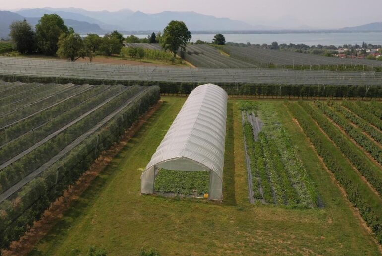Efecte ale schimbărilor climatice: fermierii germani ar putea ajunge să cultive pepeni în loc de meri și peri?
