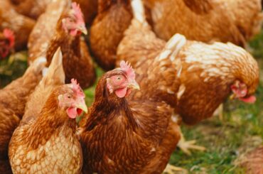 Pulpe de pui infestate cu Salmonella ajunse din România pe piața din Croația