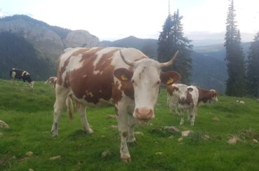 Cum explică fermierul Mihai Horvat de ce în România a crescut cantitatea de lapte colectată de procesatori, cel mai mare procent din Uniunea Europeană