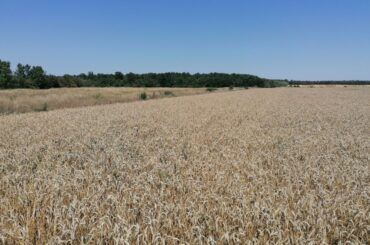 Ministrul Agriculturii are dreptate când spune că România nu a importat 1 milion de tone de grâu din Ucraina, în ultimele luni; ce mărfuri agricole au fost totuși importate