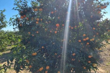 Calea mandarinelor grecești: culese din livezile din Missolonghi și Patras, fructele sunt transportate cu camioanele în piețele de gros din București