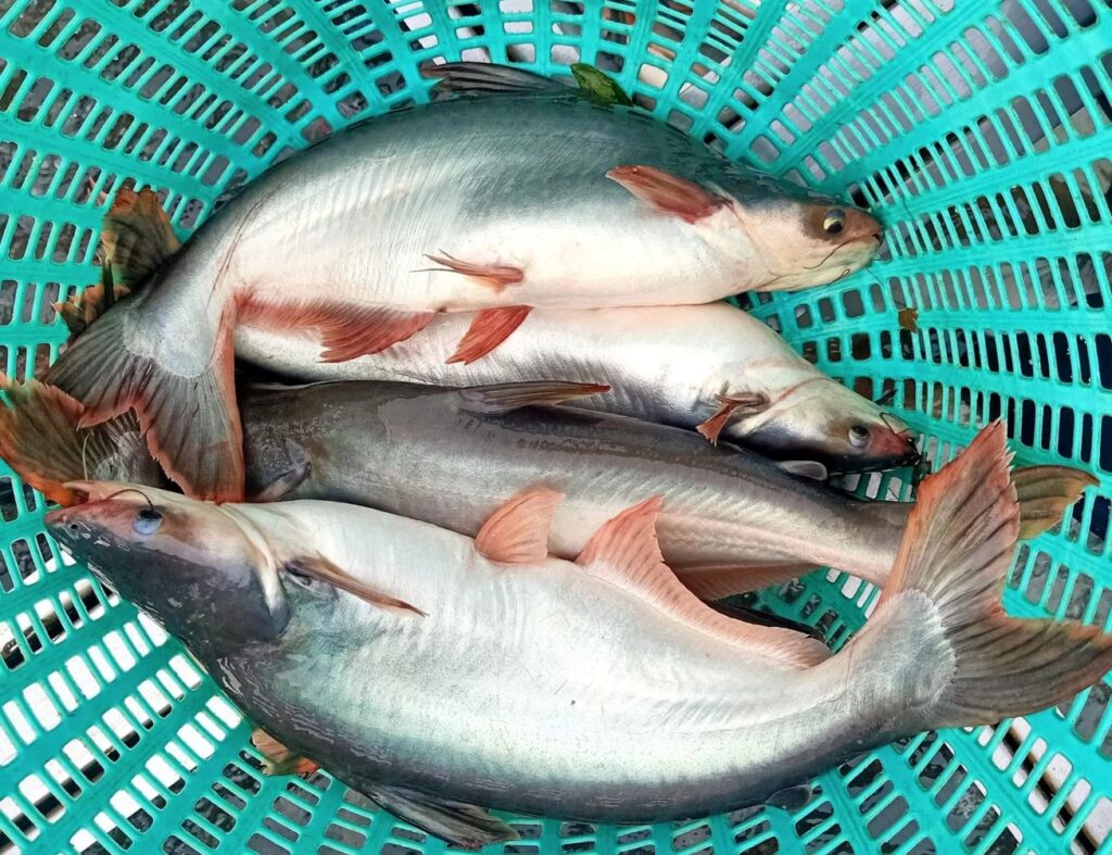 PEȘTELE AFURISIT! Mănăstirea Florești, amendată cu zeci de mii de lei, fiindcă nu are autorizație sanitară veterinară pentru alimentație publică; ancheta epidemiologică este în derulare, în cazul tragediei de la spitalul de psihiatrie din Murgeni
