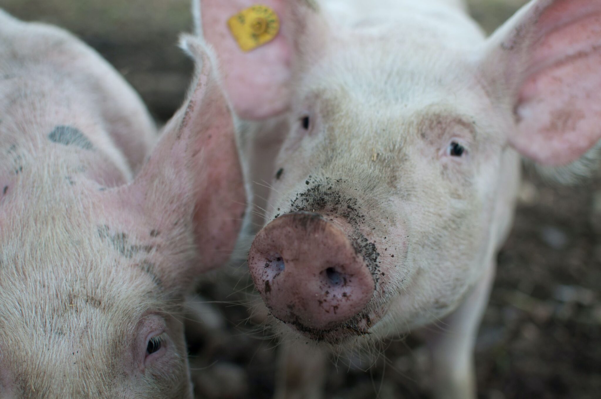 Expert în industria porcului răspunde articolului publicat pe site-ul lantulalimentar.ro despre Programul de sprijinire a reproducției în sectorul suinelor